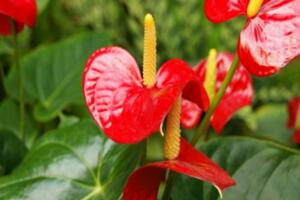 紅掌花怎么養(yǎng)，半月施肥一次保證充足光照