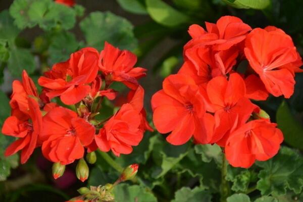 天竺葵泡水生根方法，3步即可天竺葵的水培