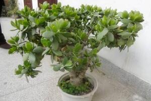 玉樹(shù)爛根了怎么辦該如何挽救，玉樹(shù)爛根后怎樣移栽