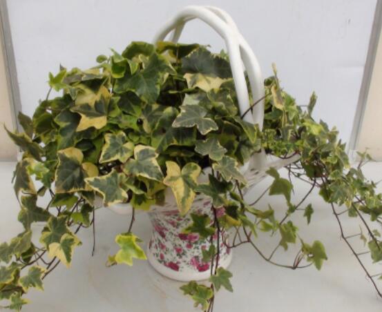 盆栽常春藤怎么爆盆，教你五點(diǎn)養(yǎng)護(hù)措施盆盆枝繁葉茂