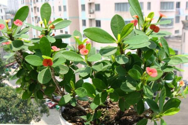 虎刺梅用什么肥料，以磷鉀肥為主少施氮肥