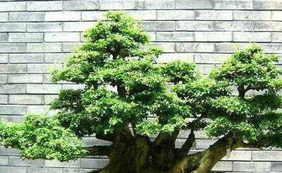 榕樹怎么施肥，榕樹施肥方法