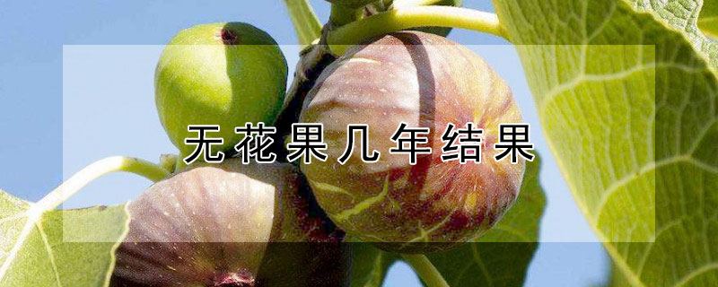 無花果幾年結(jié)果