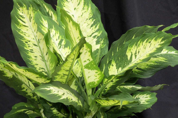 銀邊萬(wàn)年青的養(yǎng)殖方法