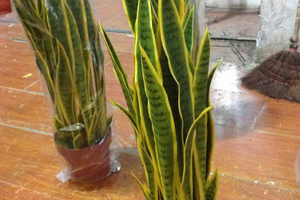 虎皮蘭能曬太陽(yáng)嗎