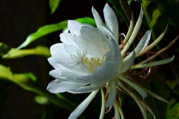 曇花多久開(kāi)一次花，樹(shù)齡達(dá)到3年以后每年開(kāi)一次花