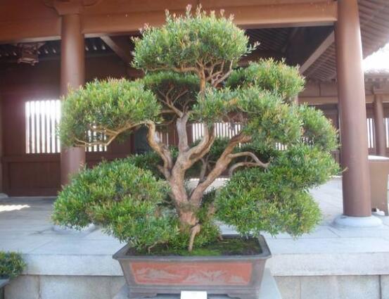 羅漢松什么品種最好，盤點最珍貴且珍稀四種品種