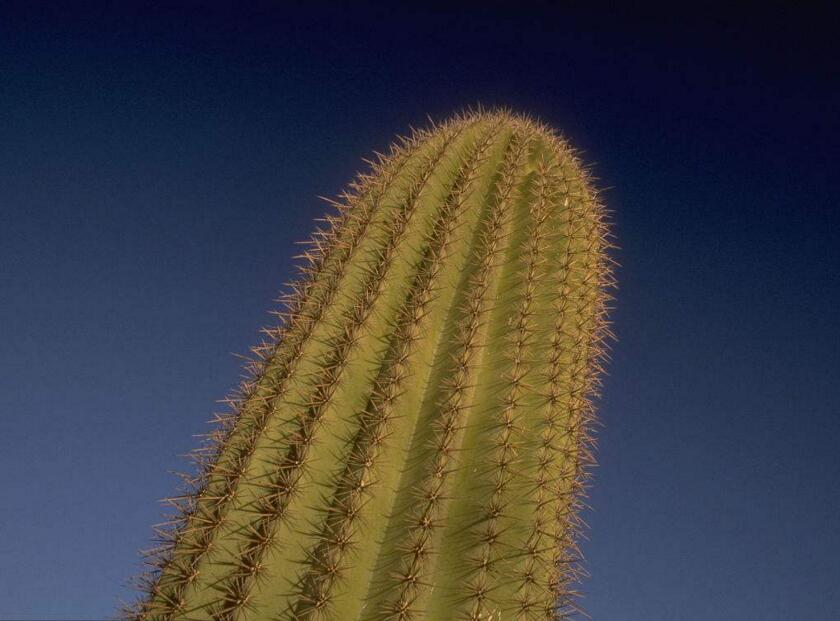 仙人球長小球要修剪嗎，最好把這些小球進(jìn)行移栽