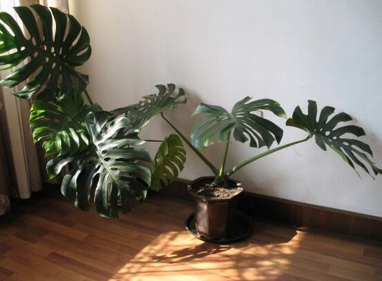 龜背竹的扦插方法，以10厘米枝條為主/注意保留氣生根