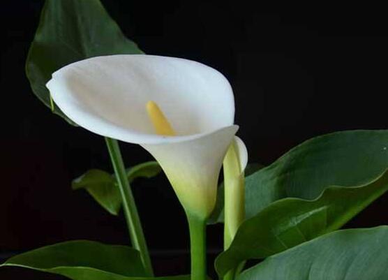 馬蹄蓮的養(yǎng)殖方法圖解，老農(nóng)總結(jié)六點最實用的基本方法