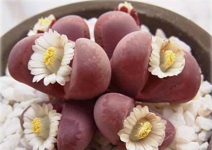 生石花皺了怎么辦，要警惕是這4種原因造成的