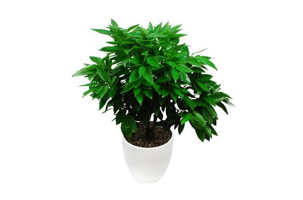 室內養(yǎng)平安樹的好處，旺運勢還健康