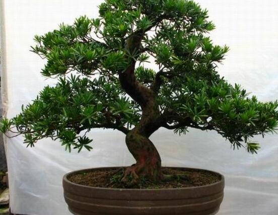 羅漢松盆景養(yǎng)護方法，老農總結五大最實際有效方法