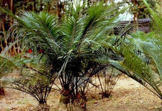 鐵樹怎么繁殖，鐵樹四大繁殖方法