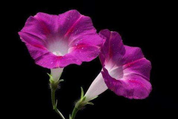 牽?；ㄈ~子發(fā)黑干枯