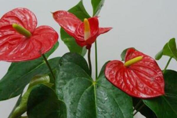 家養(yǎng)紅掌怎么養(yǎng)