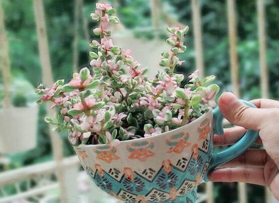 雅樂(lè)之舞的養(yǎng)殖方法和注意事項(xiàng)，老農(nóng)總結(jié)最實(shí)用八大養(yǎng)殖方法