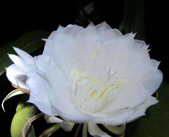 曇花的養(yǎng)殖方法和注意事項，老農(nóng)總結(jié)七大最實用養(yǎng)殖方法