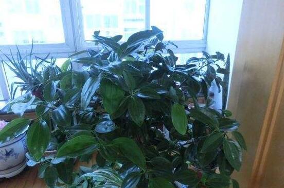 平安樹葉子耷拉怎么辦，三種原因以及解決辦法