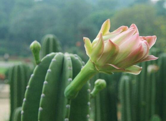 仙人掌的藥用價值，盤點仙人掌八大藥用療效