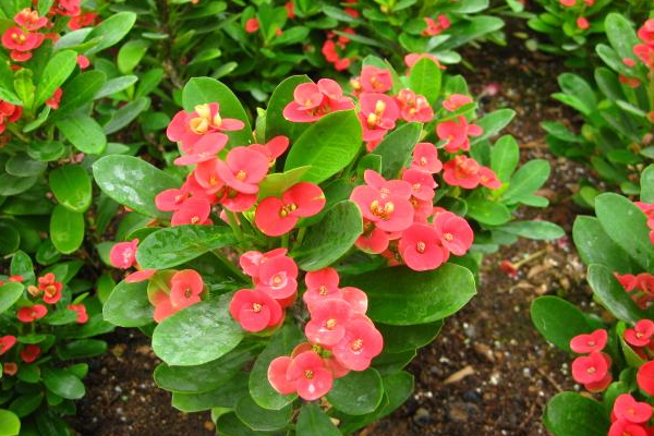 虎刺梅怎么養(yǎng)怎么配土，使用疏松肥沃、通透性較強(qiáng)的土壤