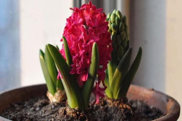 如何養(yǎng)好風信子，風信子養(yǎng)殖5大秘訣