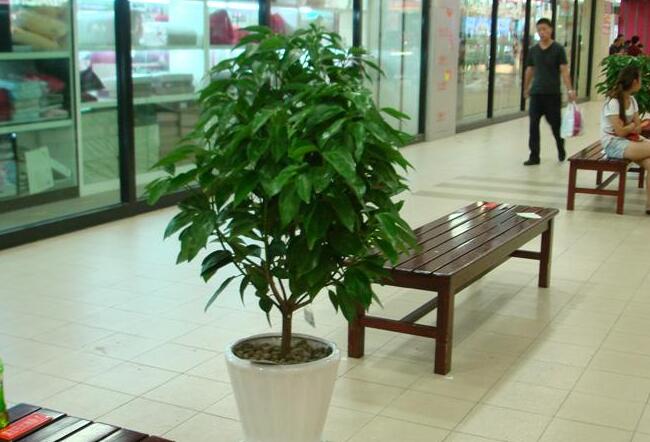 為什么平安樹(shù)葉子下垂，澆水過(guò)量和酸堿度不平衡造成的