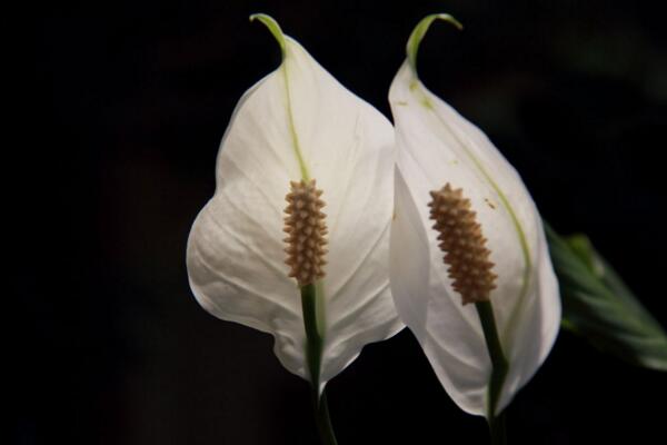 一帆風(fēng)順花可以放在臥室里嗎，可以放在臥室但要注意幾點(diǎn)