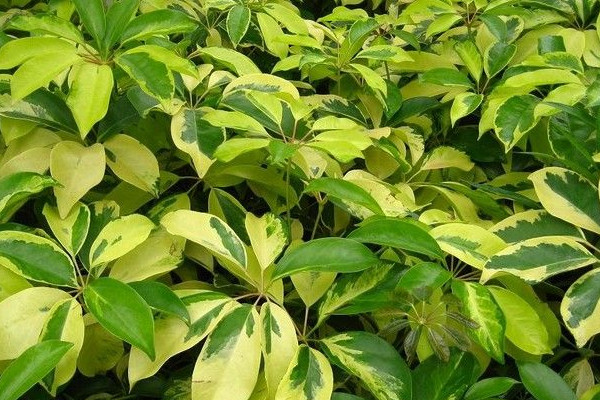 鴨腳木什么時(shí)候種植