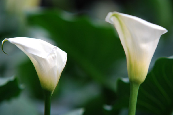 馬蹄蓮種球怎么種植，上盆前先對種球清洗消毒