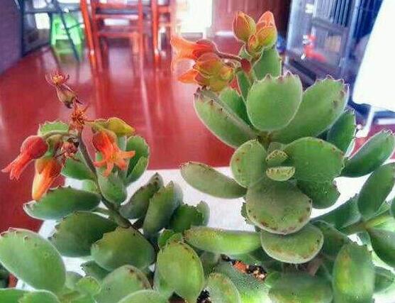 熊童子什么時(shí)候開花，基本上都是在夏末秋初開花