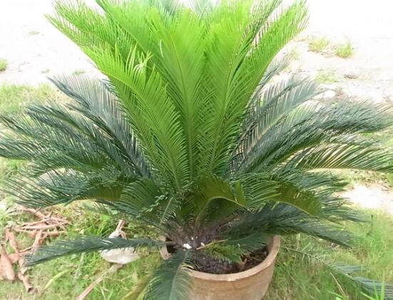 鐵樹(shù)什么時(shí)候長(zhǎng)新葉，每年春秋時(shí)分生長(zhǎng)出2-3輪新葉