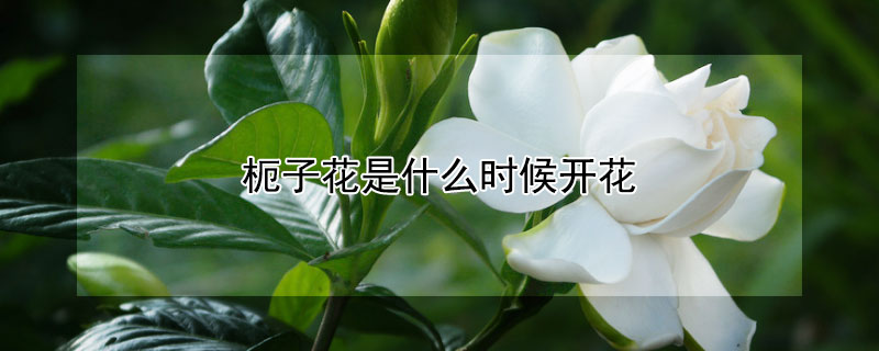 枙子花是什么時(shí)候開(kāi)花