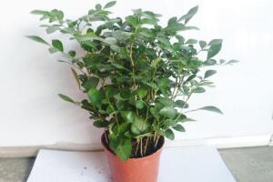 九里香怎么修剪，九里香的修剪圖解