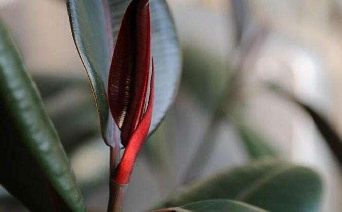 橡皮樹的副作用，對(duì)人體沒有特別大的傷害