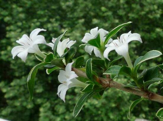 六月雪葉子發(fā)黑脫落怎么辦，做好三個(gè)要點(diǎn)即可恢復(fù)綠意