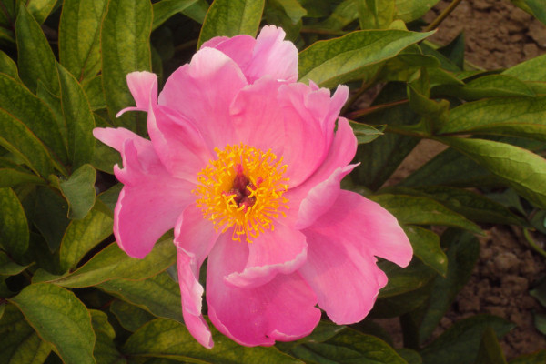 芍藥花什么時(shí)候開(kāi)花