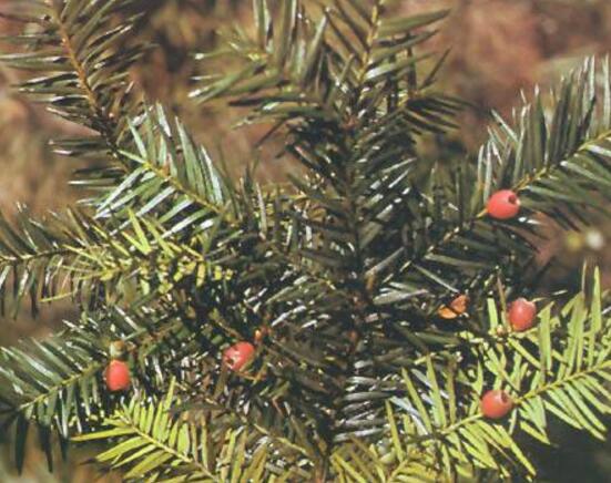 紅豆杉怎么換盆，三個簡單方法教你輕松學(xué)會