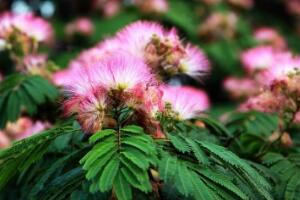 榕樹花和合歡花是一種花嗎，榕樹花和合歡花的區(qū)別