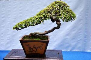 榕樹怎么繁殖，榕樹扦插方法圖解