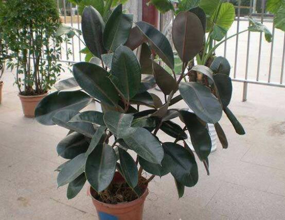 橡皮樹多高怎么去頭，擇理想的高度（生長出芽點(diǎn)）