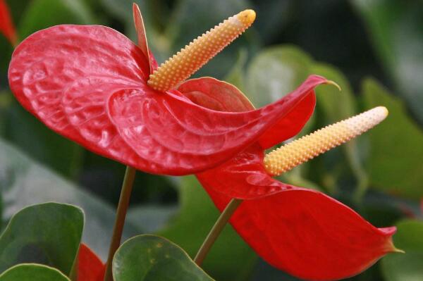 白掌和一帆風(fēng)順是一種花嗎，是同一種植物沒區(qū)別