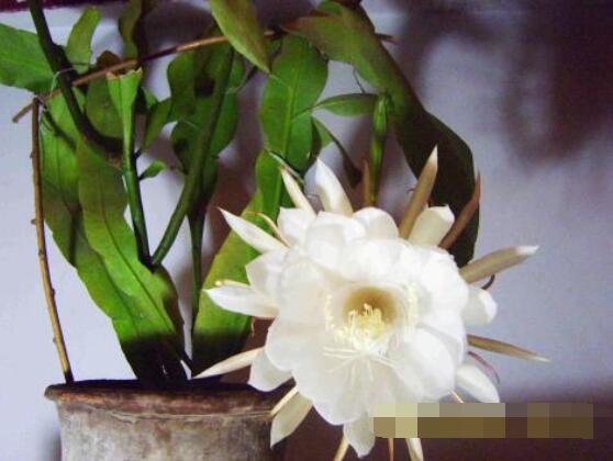 曇花爛根了要怎么辦，及時修剪腐爛根系/做好傷口消毒