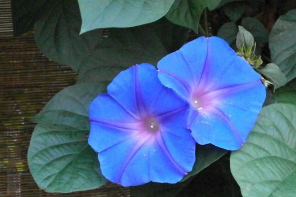 牽?；ㄊ窃趺赐吓赖? src="/nongchan/d/file/20201223/3tnsw2wwex2.jpg" / data-m3WT="wxkAA2"></p>
<p data-YyGH="QhSUh0">
	牽?；ㄊ且荒晟p繞草本植物，它的莖上被倒向的短柔毛及雜有倒向或開(kāi)展的長(zhǎng)硬毛，葉子形狀為寬卵形或近圓形，有深或淺的3-5裂。它的花朵為腋生，通常單一或2朵著生于花序梗頂，花型如同喇叭。</p>
<p data-7zAb="Tq0RTR">
	<strong data-6IKf="sLHA8P">3、生長(zhǎng)習(xí)性</strong></p>
<p data-NLpZ="uVHJo8">
	牽?；ǖ倪m應(yīng)能力很強(qiáng)，它喜歡生長(zhǎng)在陽(yáng)光充足和溫暖的環(huán)境中，有一定的耐熱能力，但是它不耐寒，最適生長(zhǎng)溫度在20-25℃左右，它對(duì)土壤的要求不高，最適宜在疏松、肥沃和排水性良好的土壤中生長(zhǎng)。</p>
<p data-AIja="CnYtkf">
	<strong data-w3E4="zdOf89">4、主要價(jià)值</strong></p>
<p data-jfeA="bAftD6">
	<img alt=