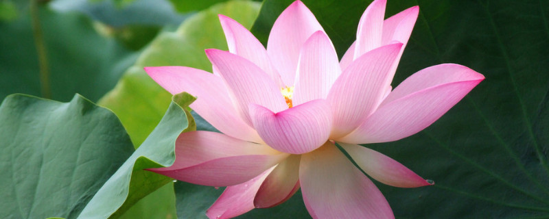 荷花的栽培與養(yǎng)護技術(shù)