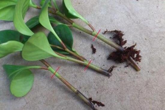 碧玉為什么會(huì)爛根，碧玉爛根怎么辦(換盆換土重新栽培)