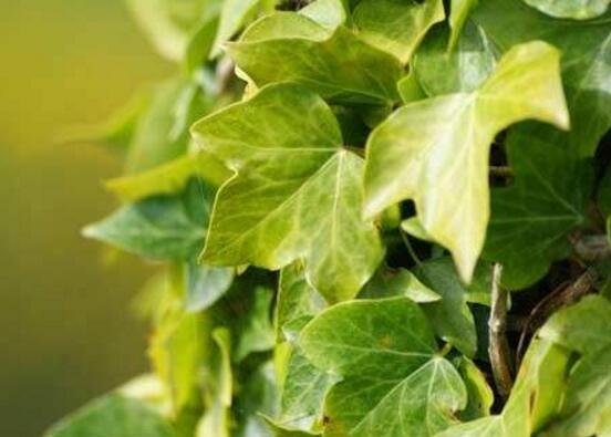 常春藤的養(yǎng)殖方法和注意事項(xiàng)，老農(nóng)總結(jié)八大基本方法