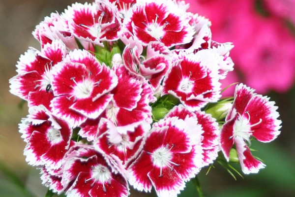 康乃馨拿回來(lái)先要怎么辦