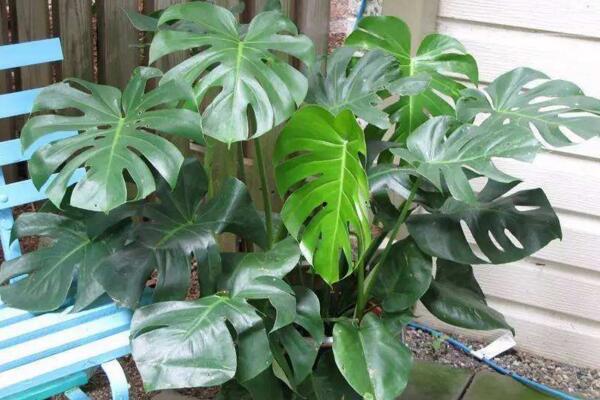 龜背竹有風(fēng)水講究嗎，這些位置千萬不要放