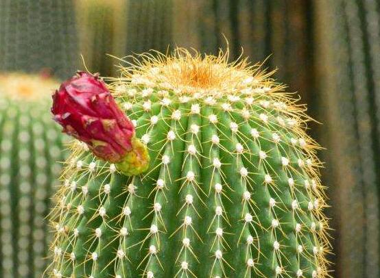 怎樣養(yǎng)仙人球容易開花，記住五個(gè)要點(diǎn)花開爆盆